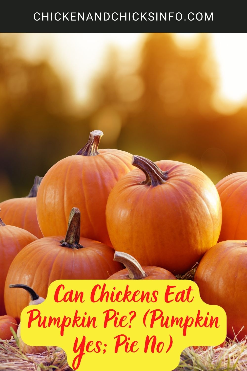 Can Chickens Eat Pumpkin Pie (Pumpkin Yes; Pie No) poster.

