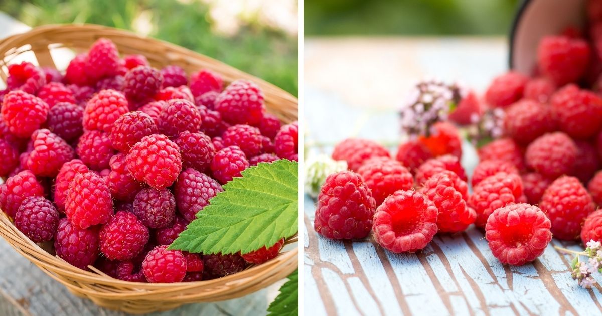 Can Chickens Eat Raspberries? (Absolutely!) Chicken & Chicks Info