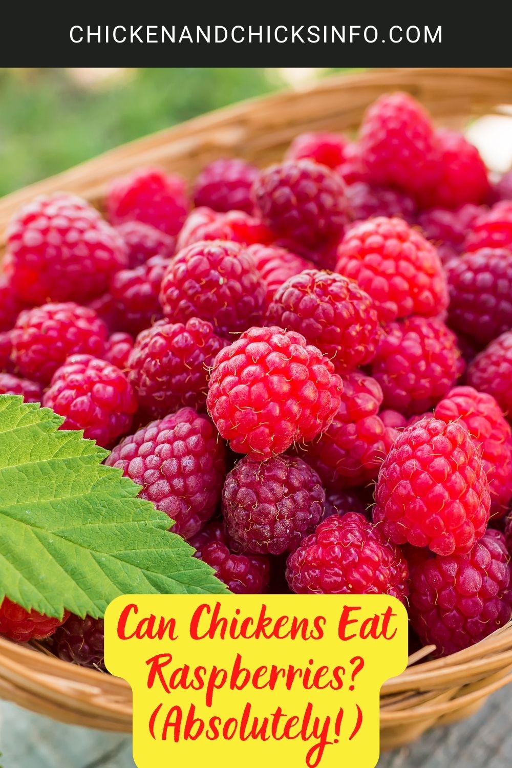Can Chickens Eat Raspberries? (Absolutely!) poster.
