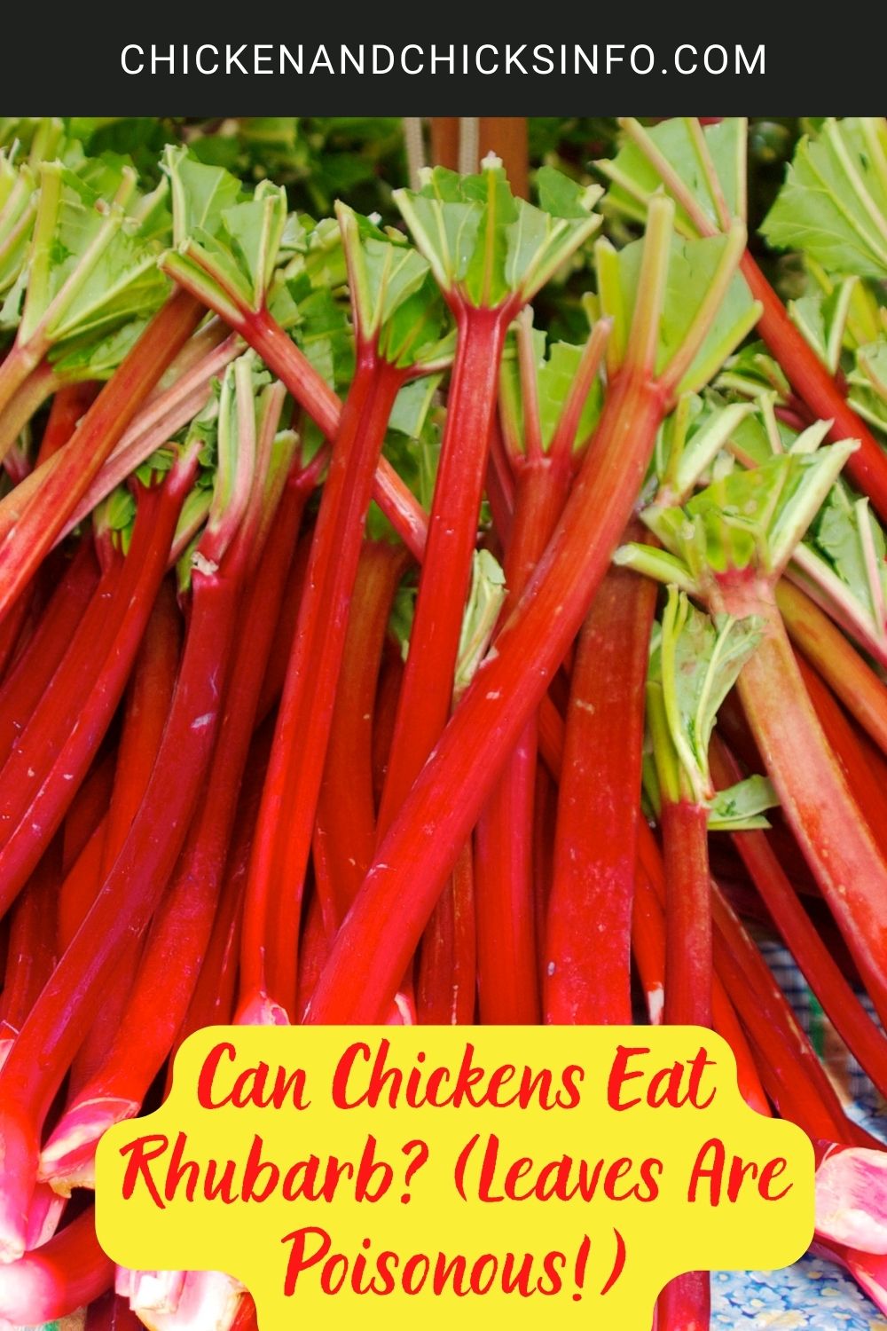 Can Chickens Eat Rhubarb? (Leaves Are Poisonous!) poster.
