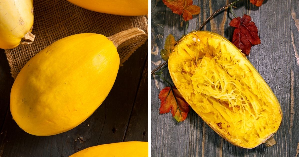 Can Chickens Eat Spaghetti Squash? - Chicken & Chicks Info