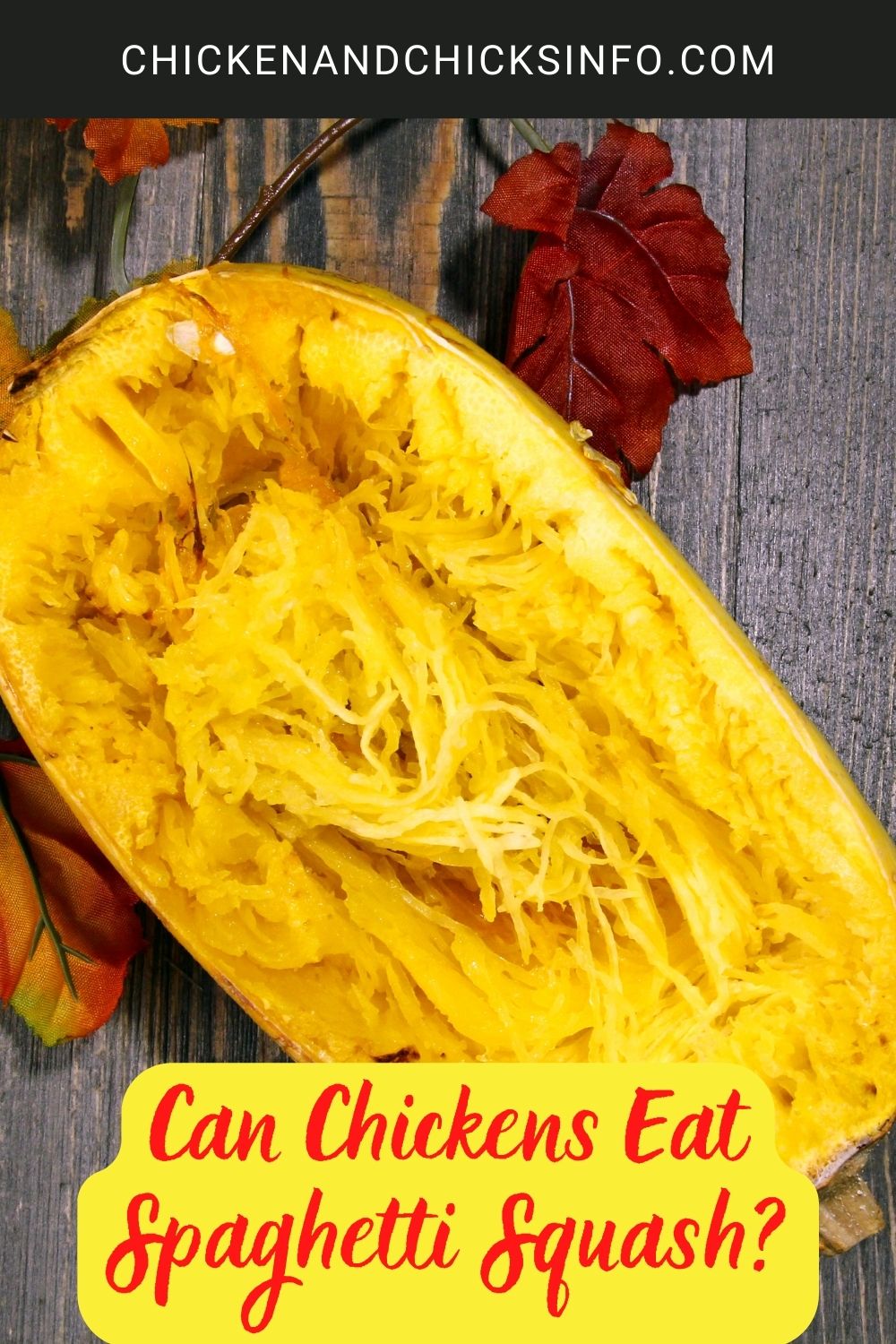 Can Chickens Eat Spaghetti Squash? poster.
