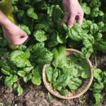 Farmer's hands harvesting an organic spinach in a basket.