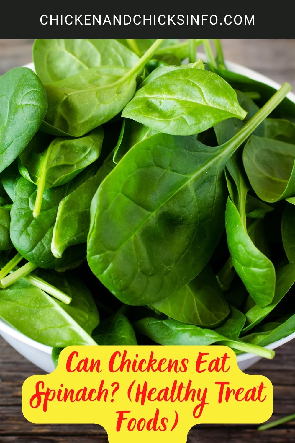 Can Chickens Eat Spinach? (Healthy Treat Foods) poster.

