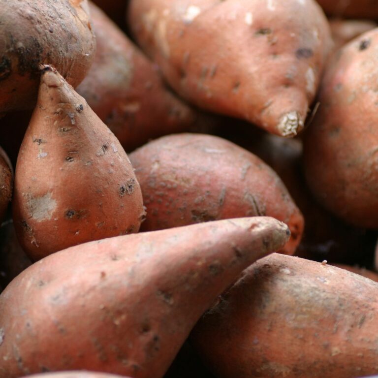 Can Chickens Eat Rhubarb? (Leaves Are Poisonous!) Chicken & Chicks Info