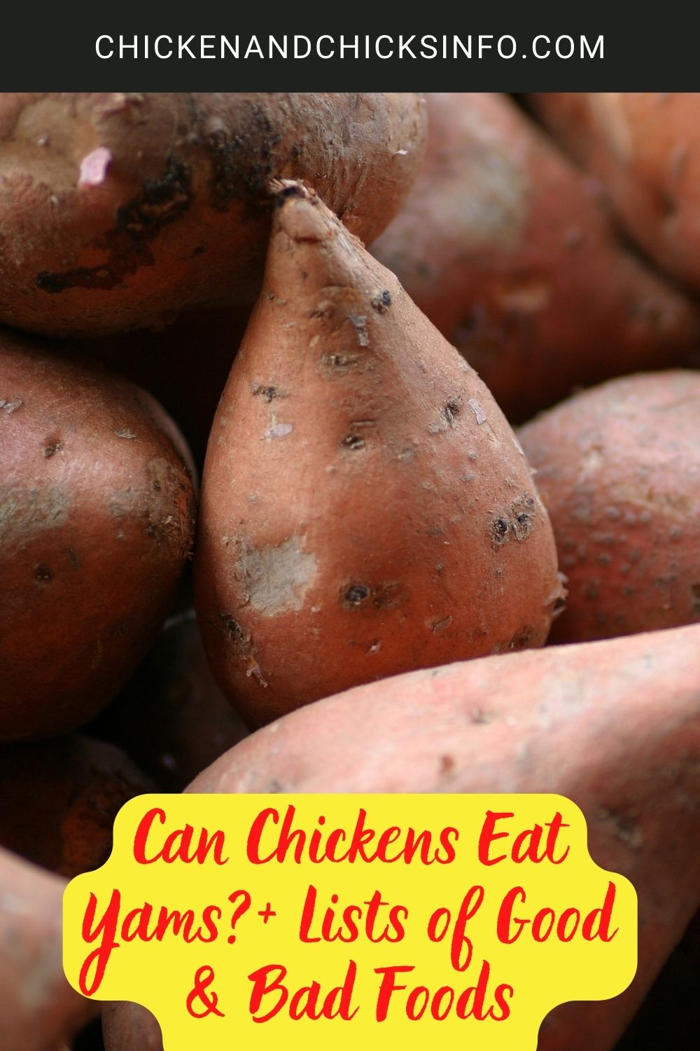 Can Chickens Eat Yams?+ Lists of Good & Bad Foods poster.
