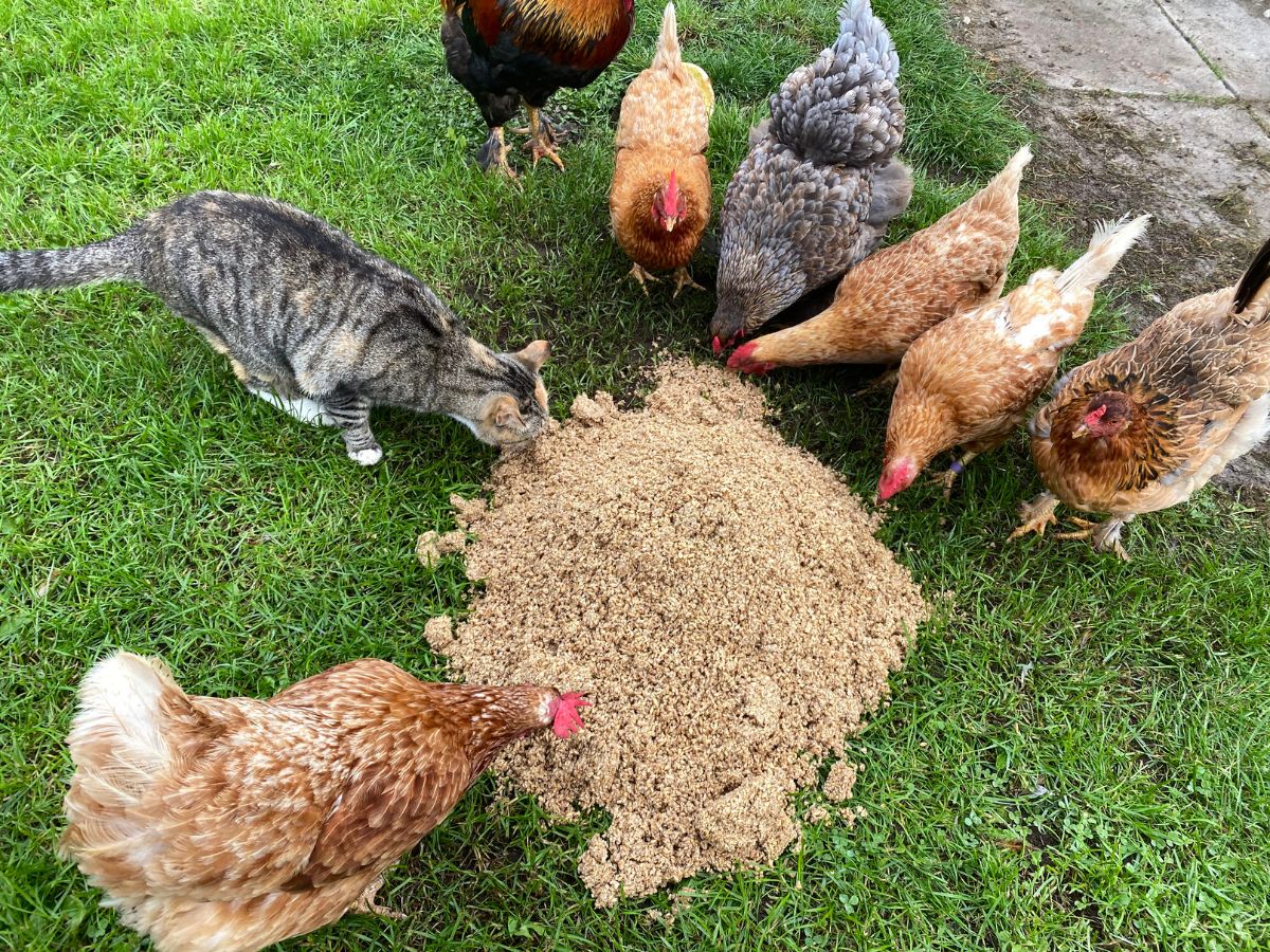 Chickens and a cat eat together.