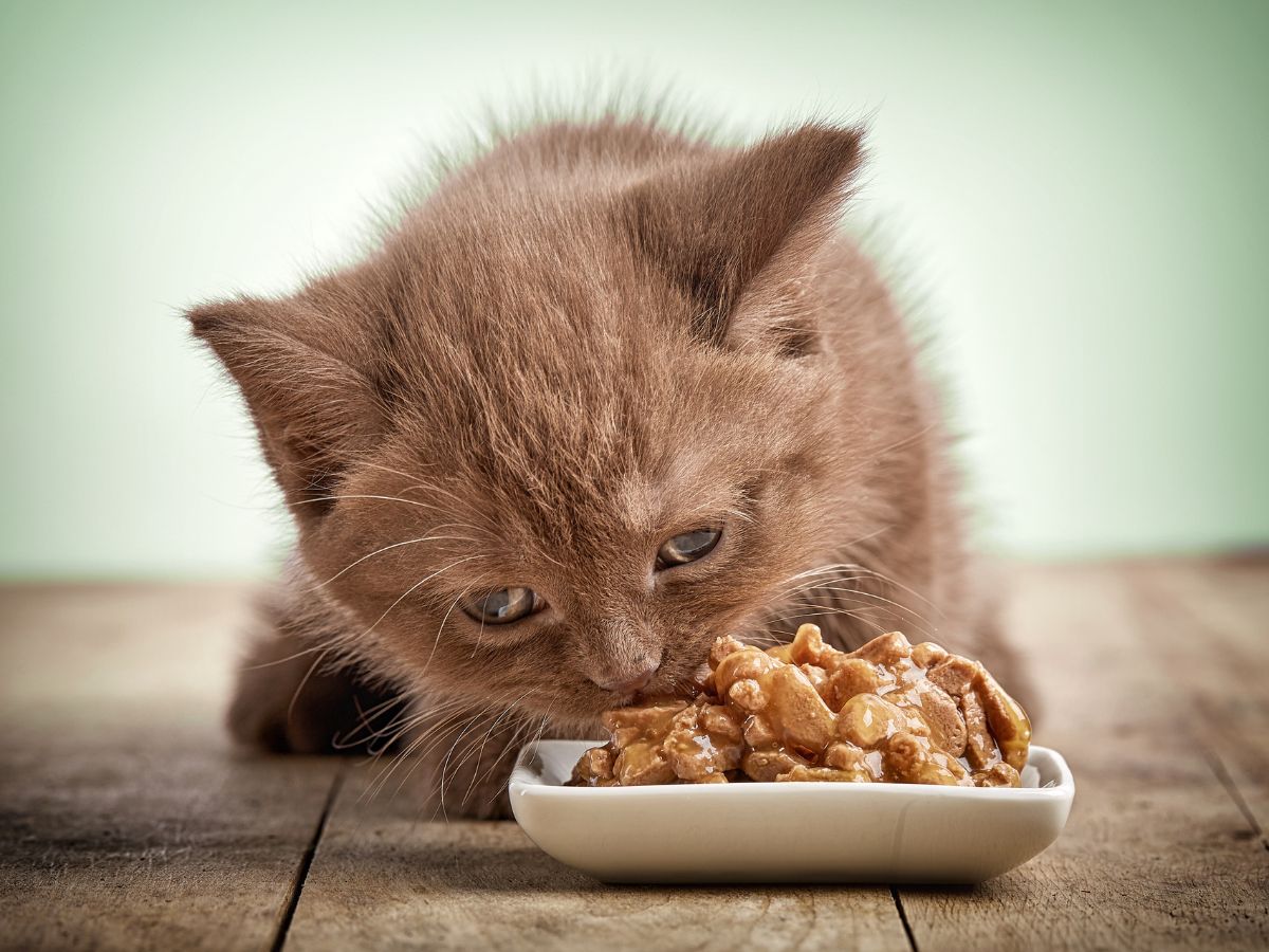 Brown kitten eating a food from a bowl.