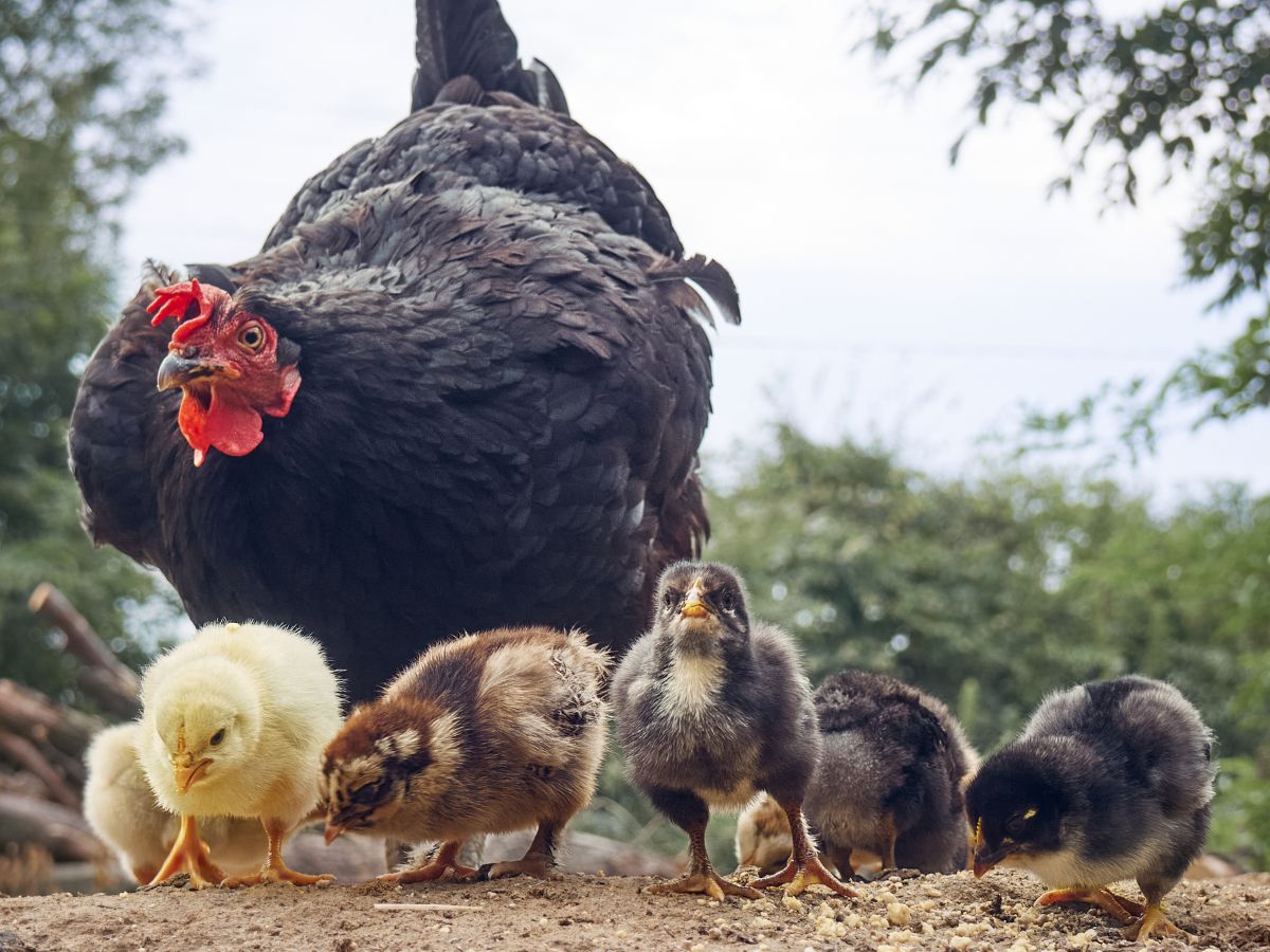 Black chicken with chicks in a backyard.