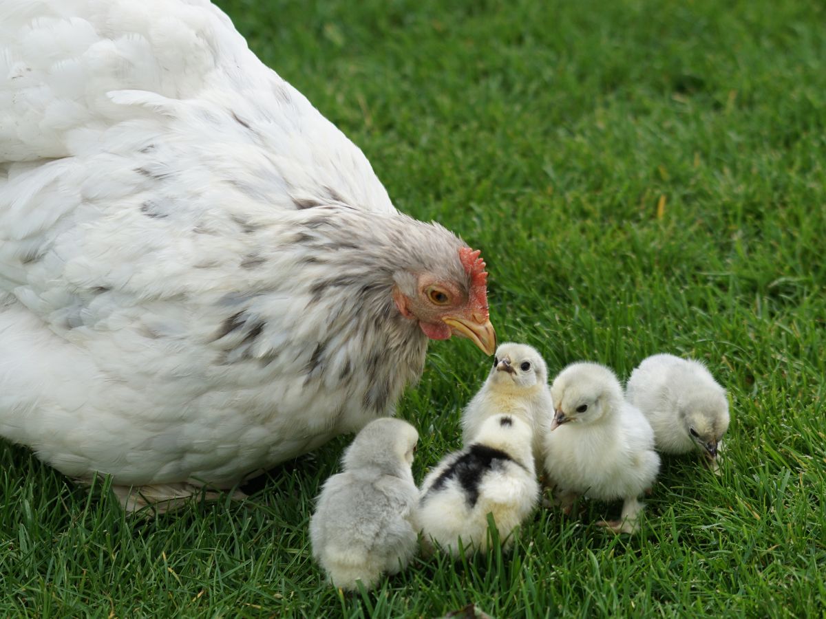White chicken with chicks in a green meadow.