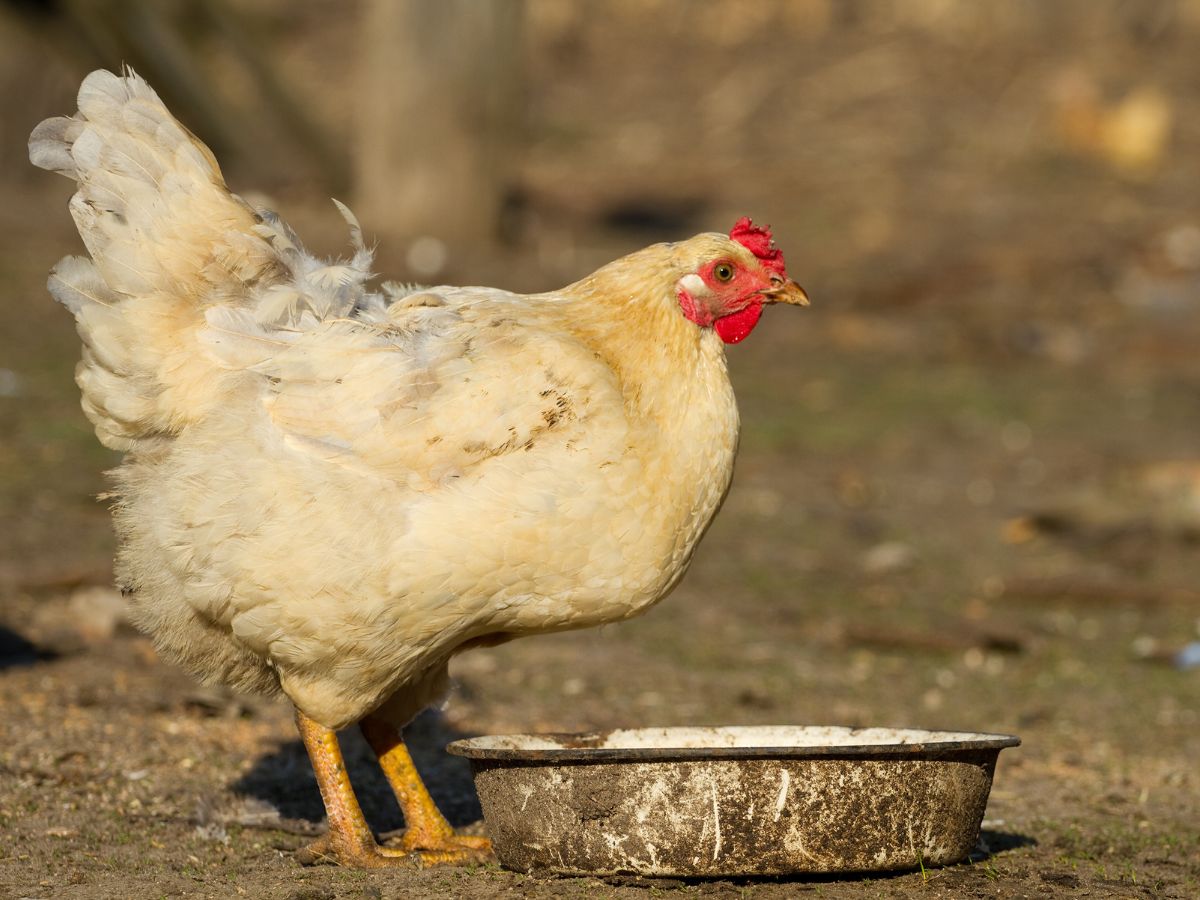 Gray chicken standing over a pot with water.