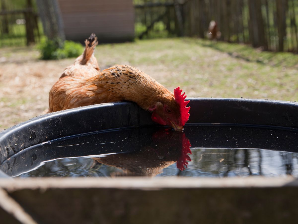 Brown chicken drinking water.