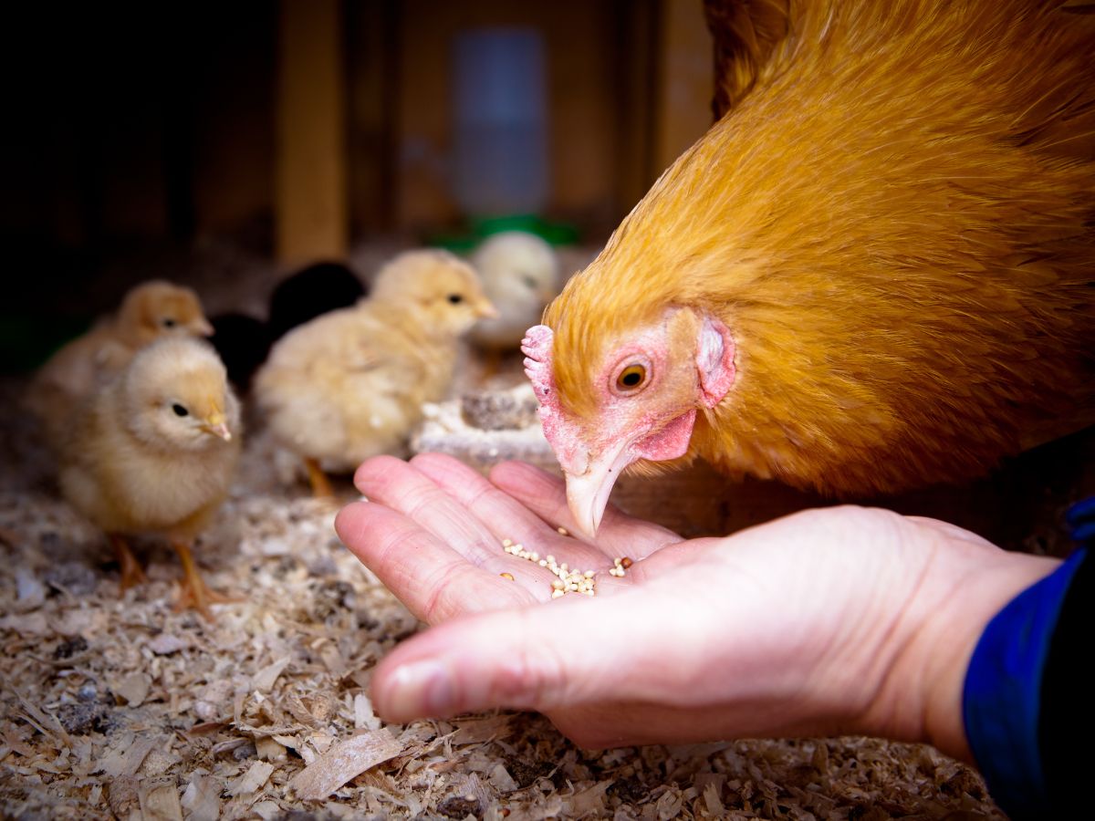 Brown chicken eating grain from farmer's hand.