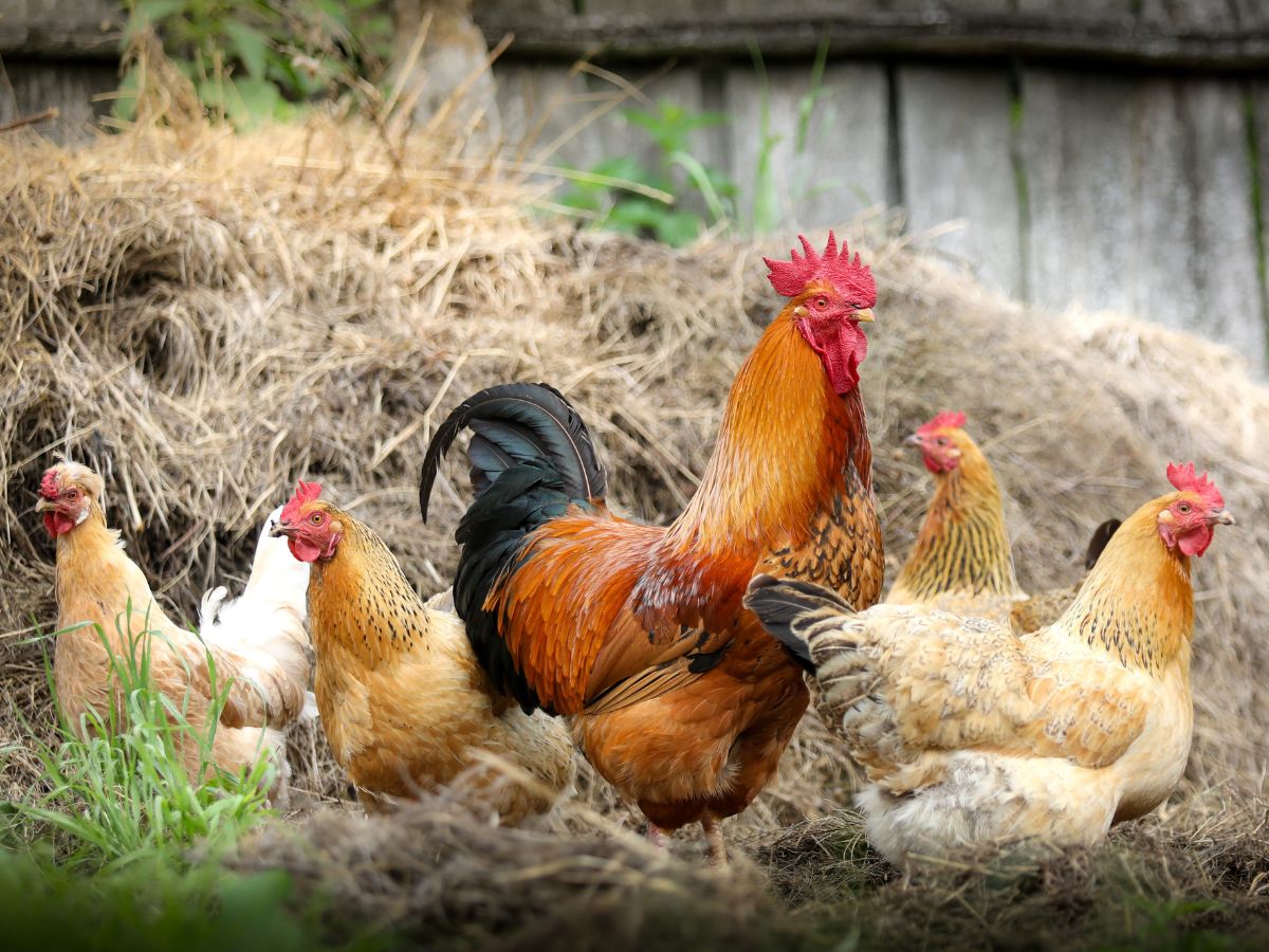 Chicken flock with a rooster in a backyard.