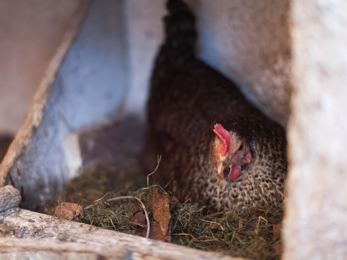 Brown chicken in a nest laying an egg.