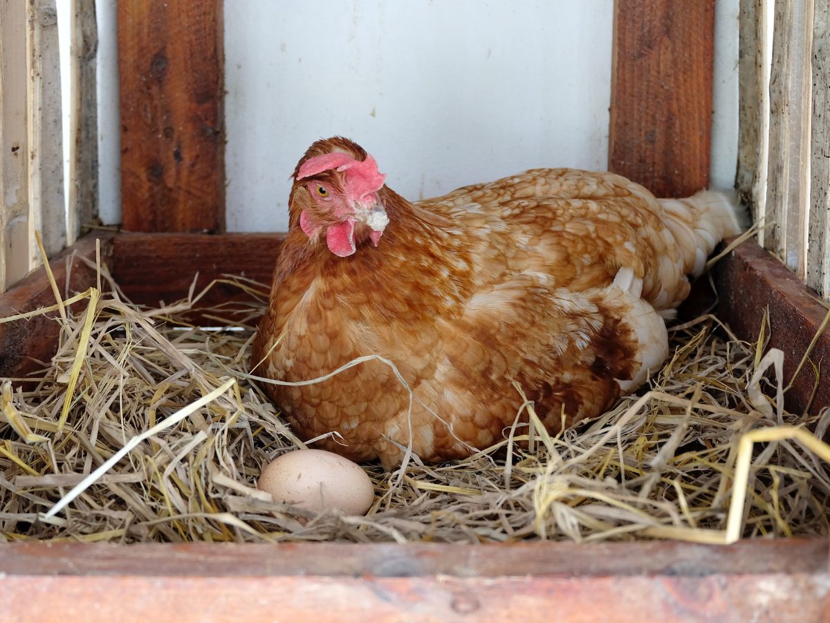 Brown chicken sitting in a nest next to an egg.