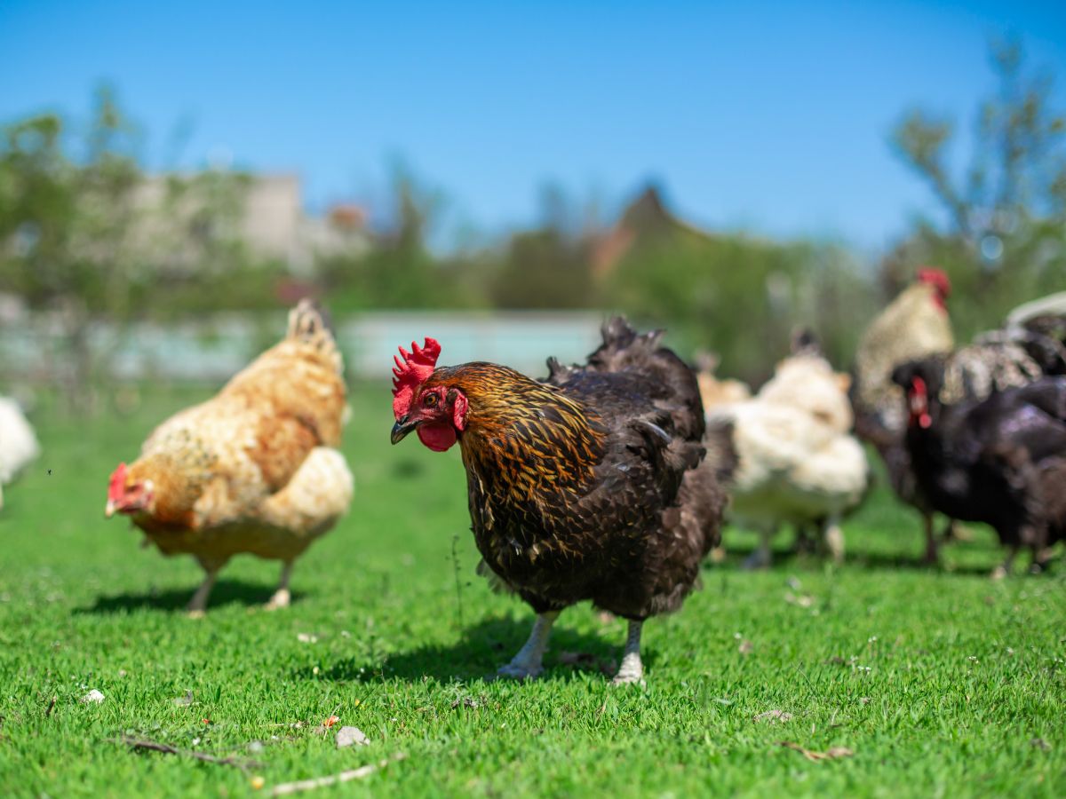 Bunch of chickens looking for food on pasture.