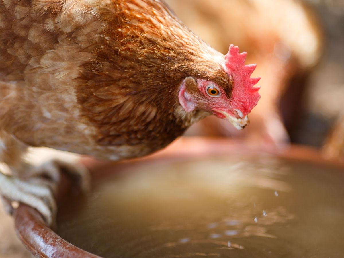 Brown chicken drinking water.