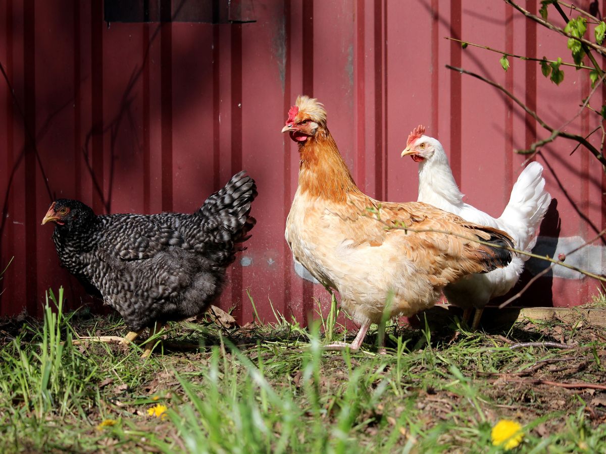 Three chickens in a backyard near a red metal fence.
