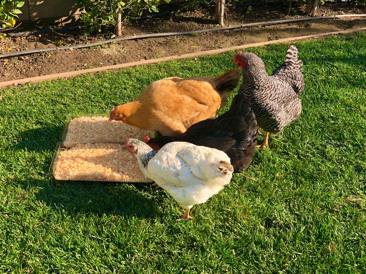 Four chickens eating food in a backyard.