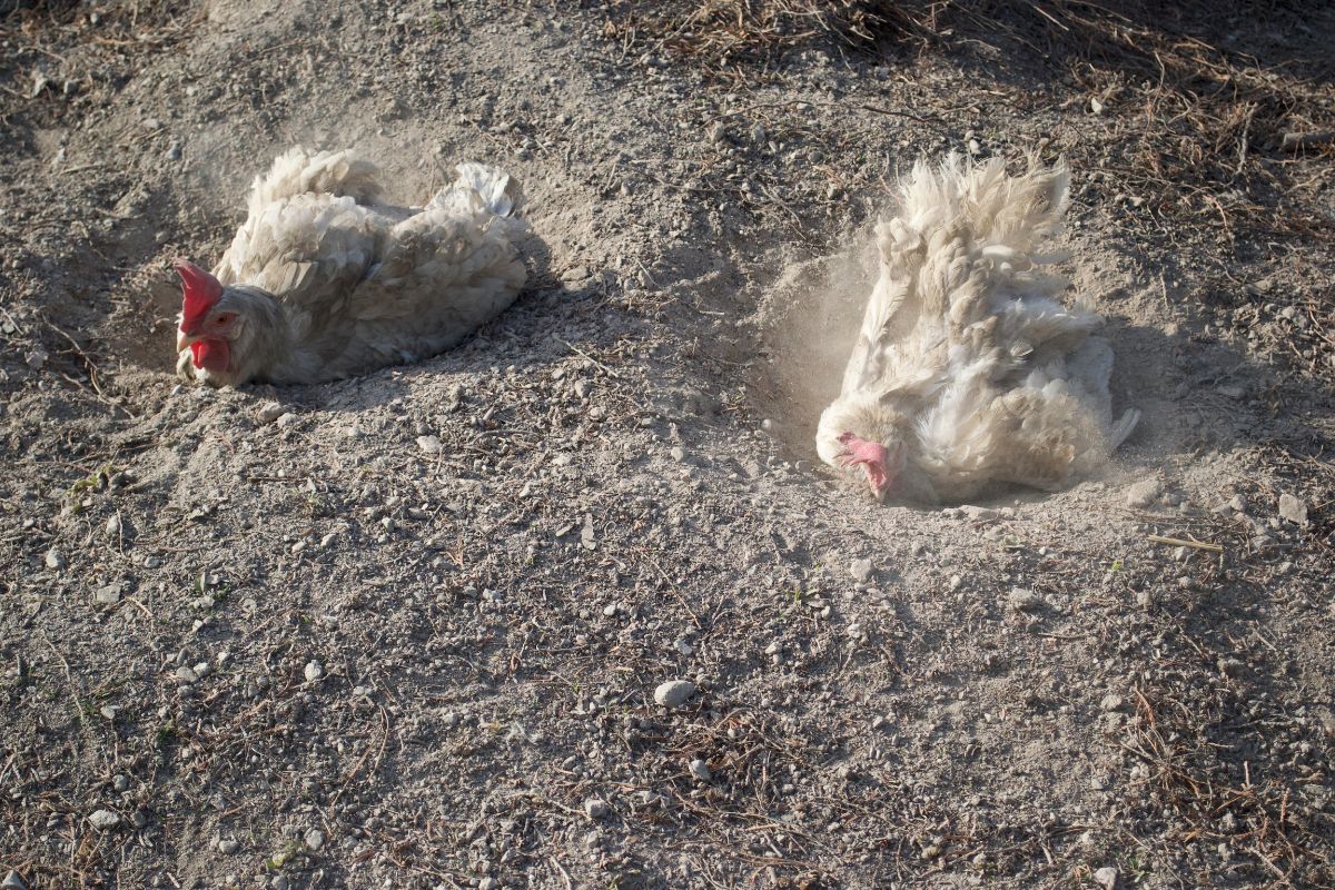 Two white chickens taking a dust bath,

