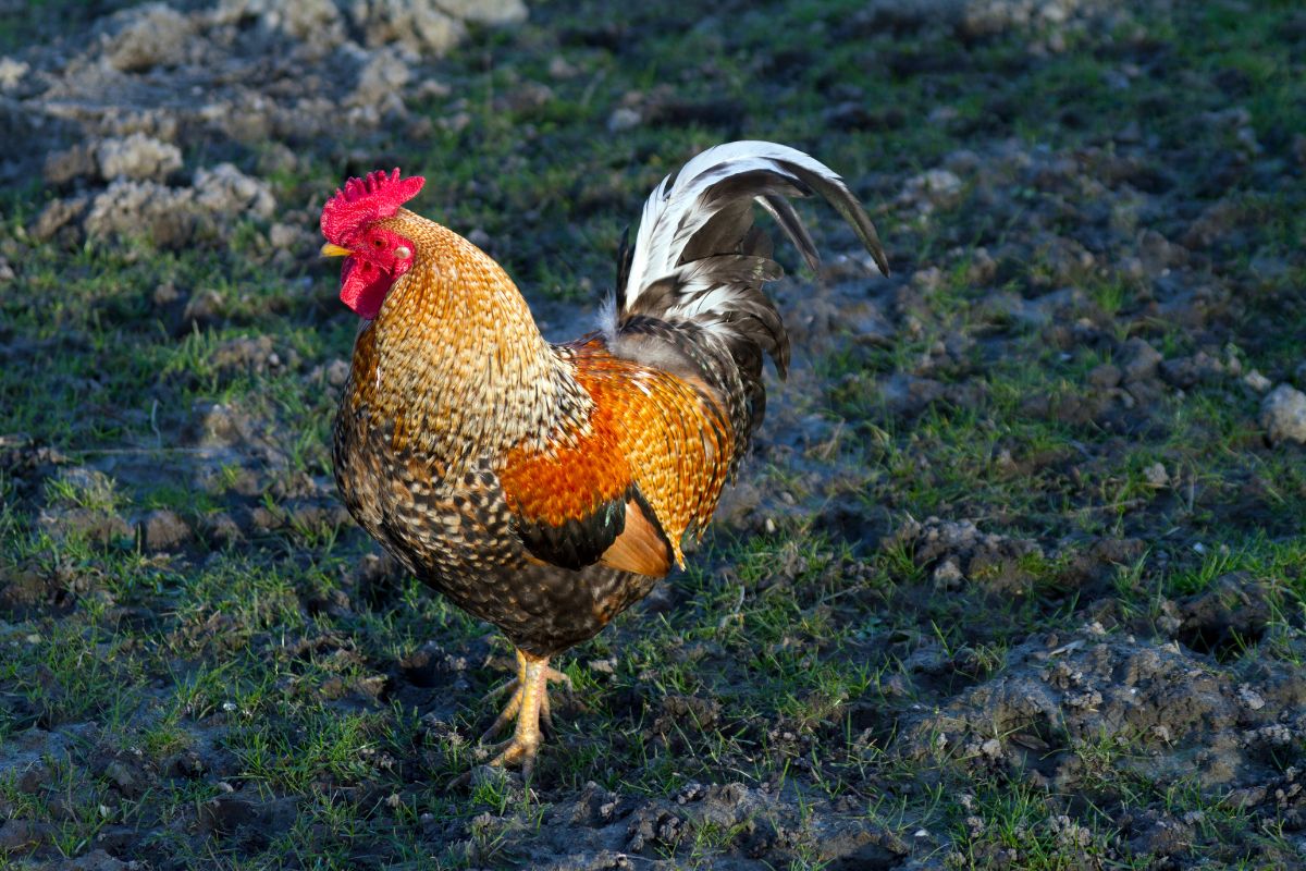 A beautiful colorful rooster in a backyard.