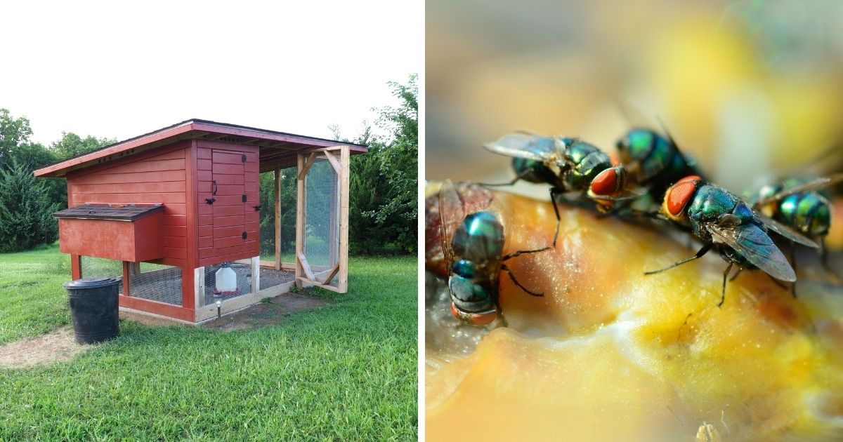 Do Chickens Eat Flies? (Risks and Tips to Rid Them) Chicken & Chicks Info