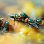 Flies on food close-up.