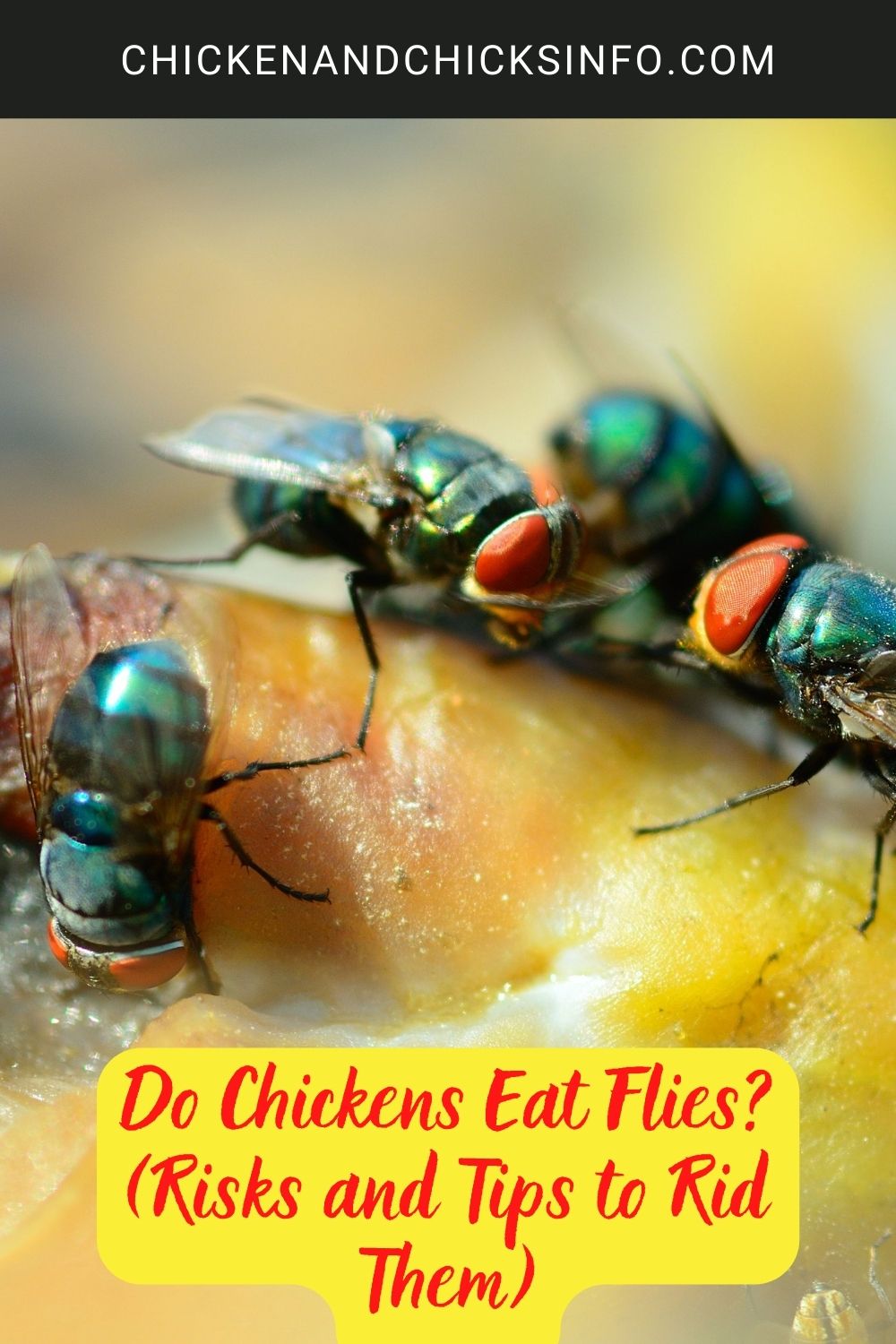 Do Chickens Eat Flies? (Risks and Tips to Rid Them) poster.
