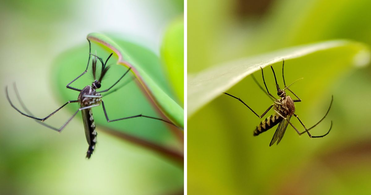 Do Chickens Eat Mosquitoes? (Is It Dangerous?) Chicken & Chicks Info