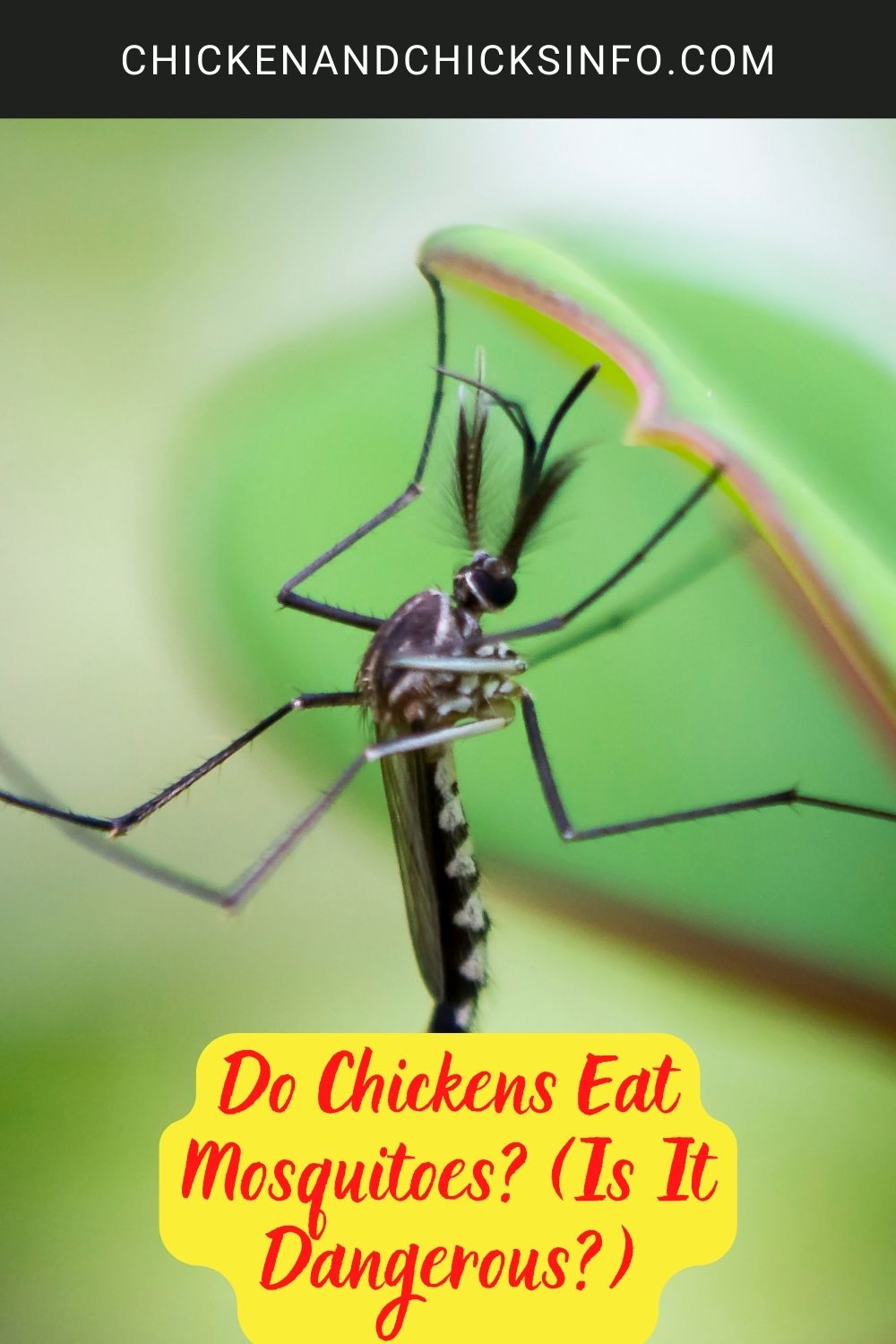 Do Chickens Eat Mosquitoes? (Is It Dangerous?) poster.
