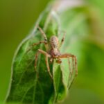 A brown spider on a green leaf close-up.