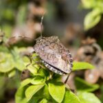 Stink bug on green leaves.