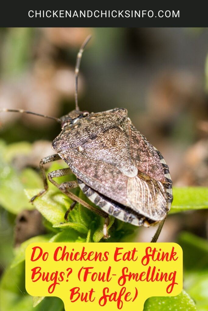 Do Chickens Eat Stink Bugs? (FoulSmelling But Safe) Chicken & Chicks