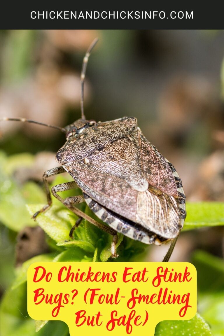 Do Chickens Eat Stink Bugs? (Foul-Smelling But Safe) - Chicken & Chicks ...