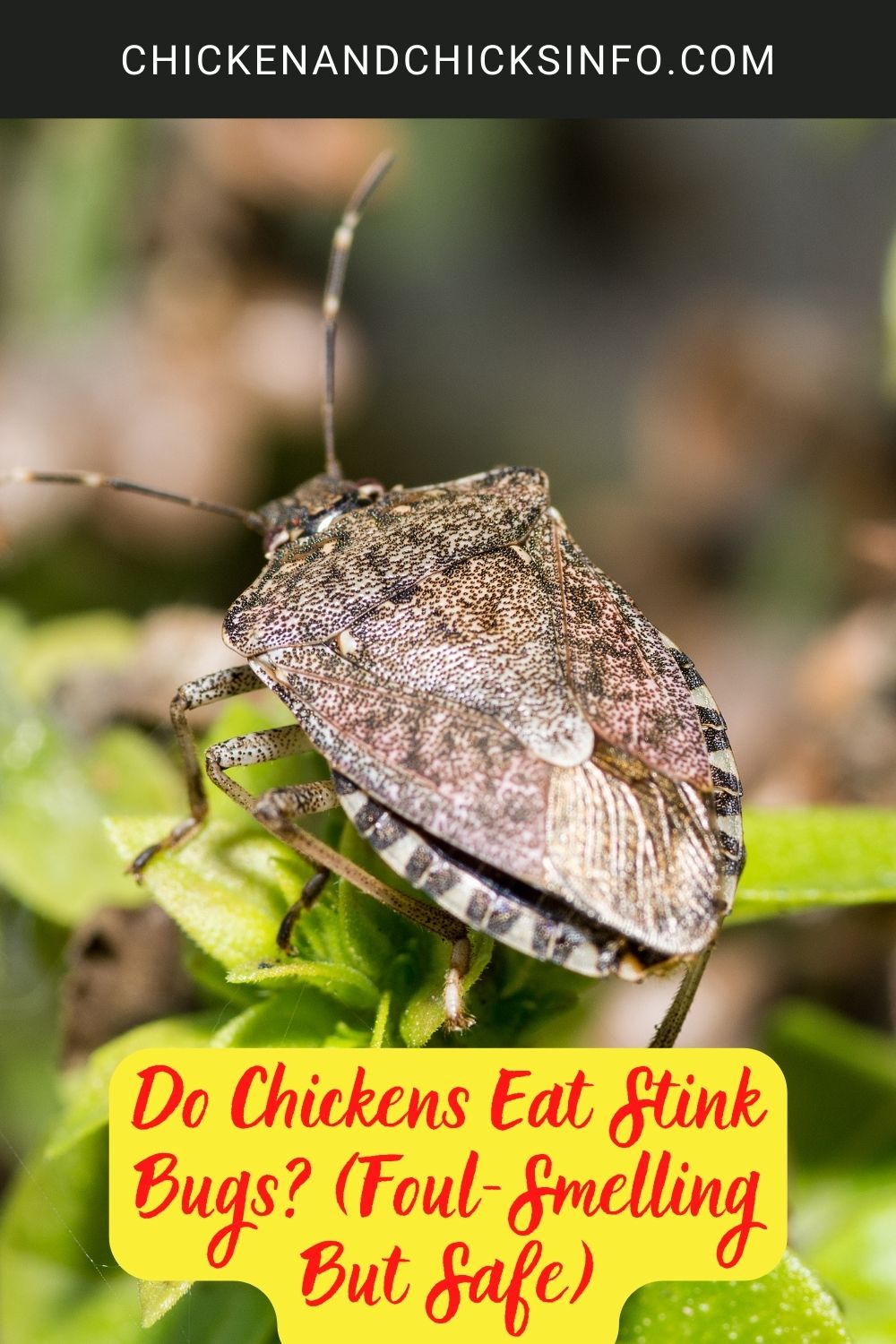 Do Chickens Eat Stink Bugs? (Foul-Smelling But Safe) poster.
