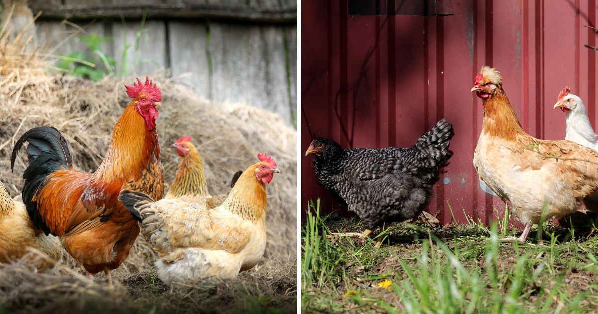 Do Chickens Have Hollow Bones? Chicken Facts Chicken & Chicks Info