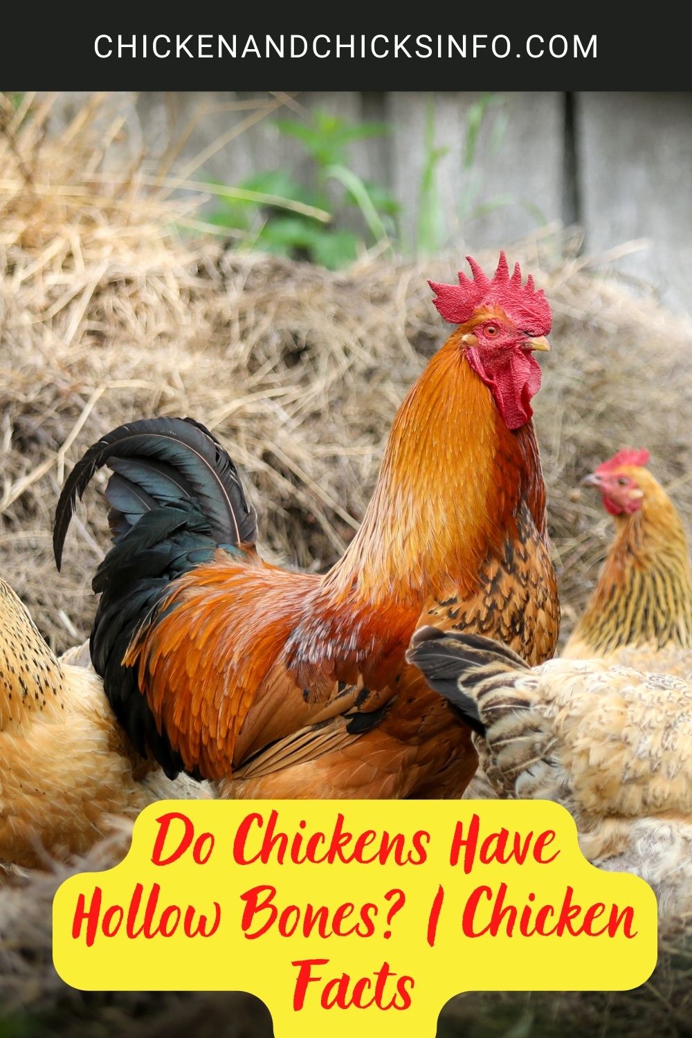 Do Chickens Have Hollow Bones? | Chicken Facts poster.
