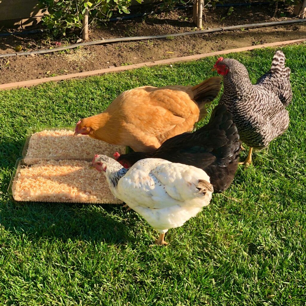 Can Chickens Drink Milk? (+ Other Dairy and Food Options) Chicken & Chicks Info