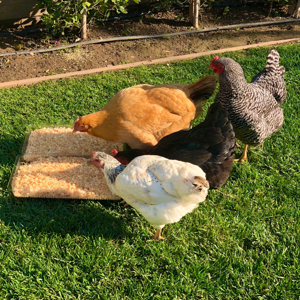 Can Chickens Eat Coconut Oil? (Benefits and Applications) Chicken & Chicks Info