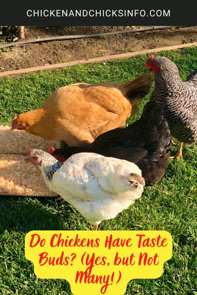 Do Chickens Have Taste Buds? (Yes, but Not Many!) Chicken & Chicks Info