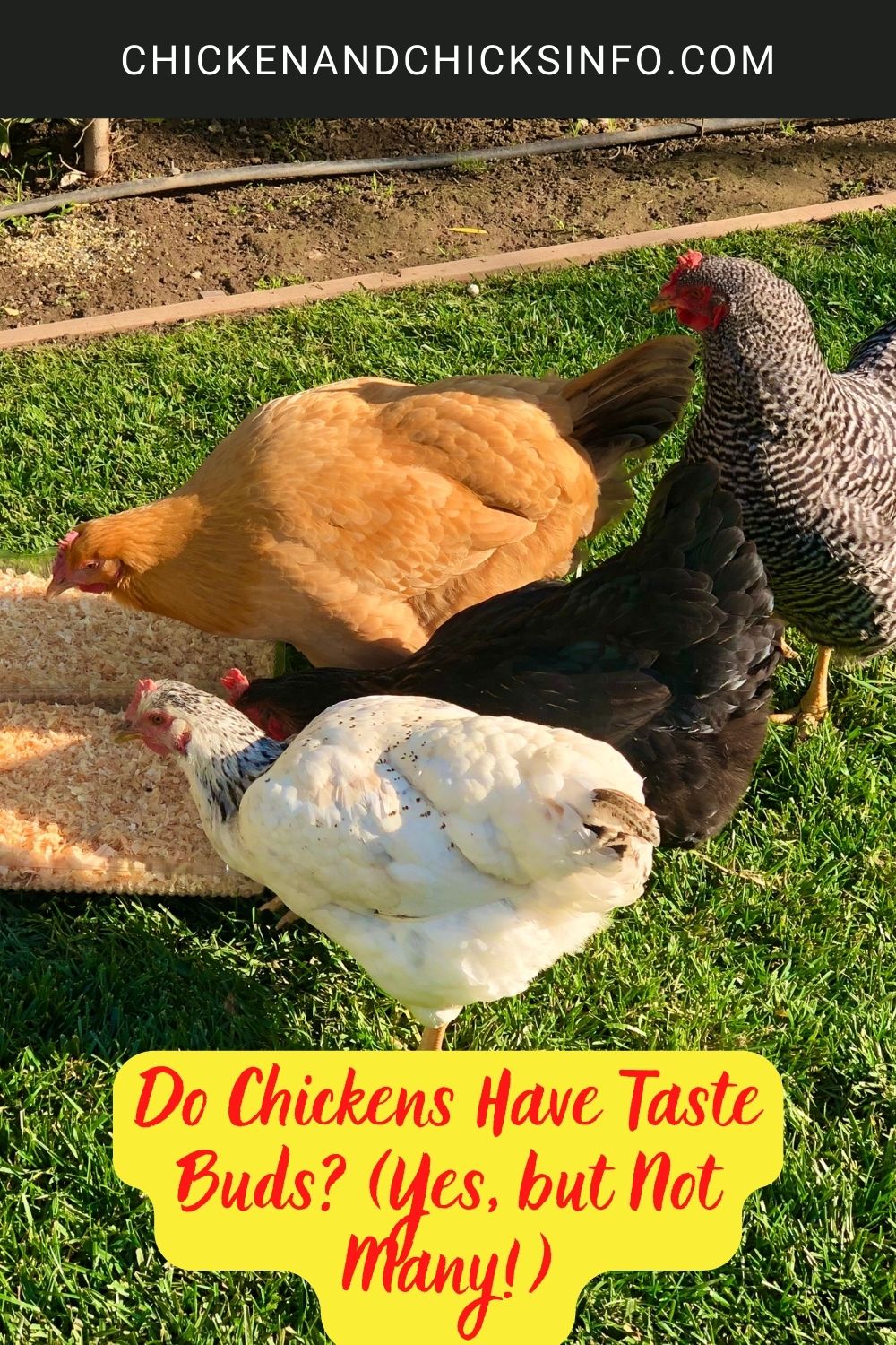 Do Chickens Have Taste Buds? (Yes, but Not Many!) poster.
