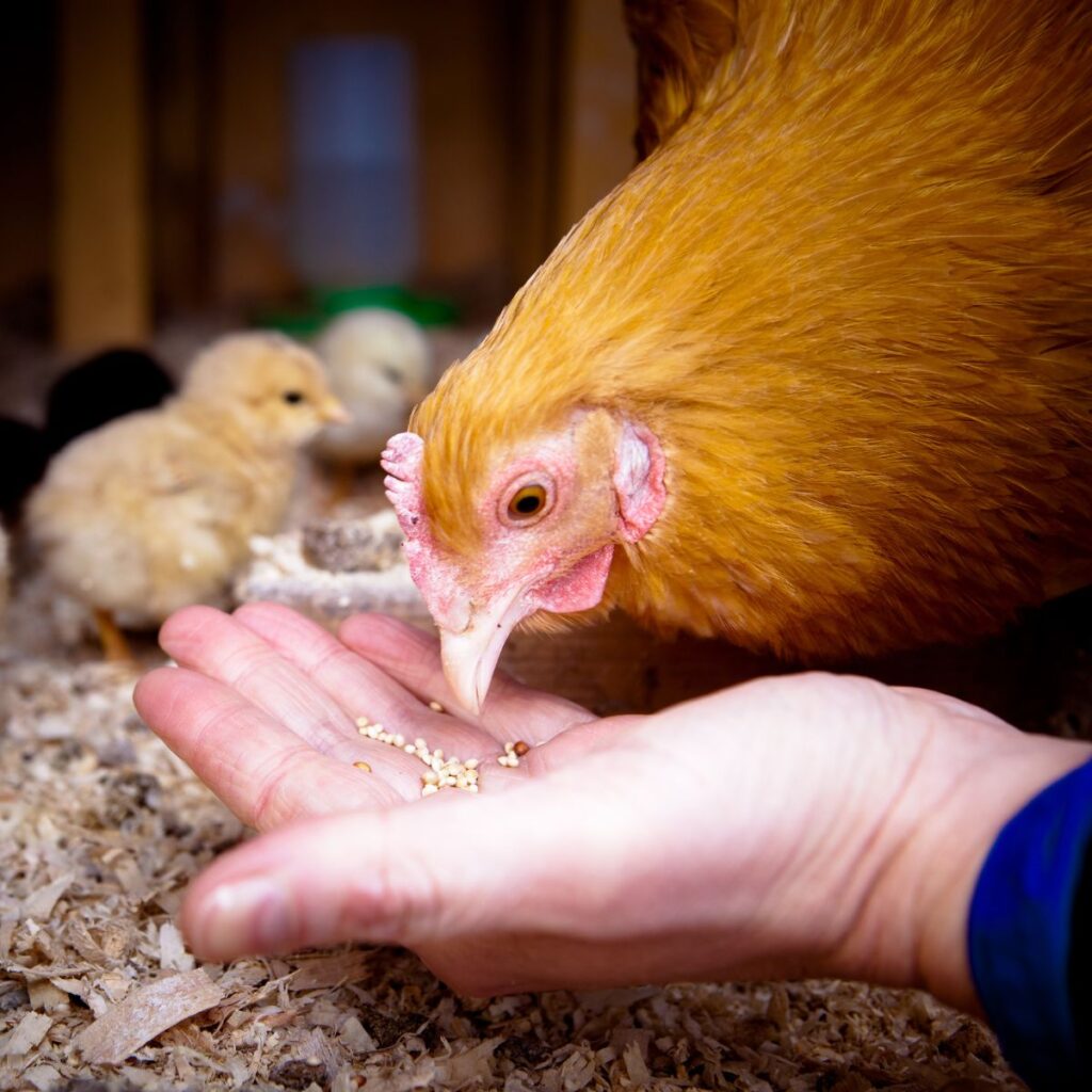 Can Chickens Eat Lentils? (+ How to Sprout Them) - Chicken & Chicks Info