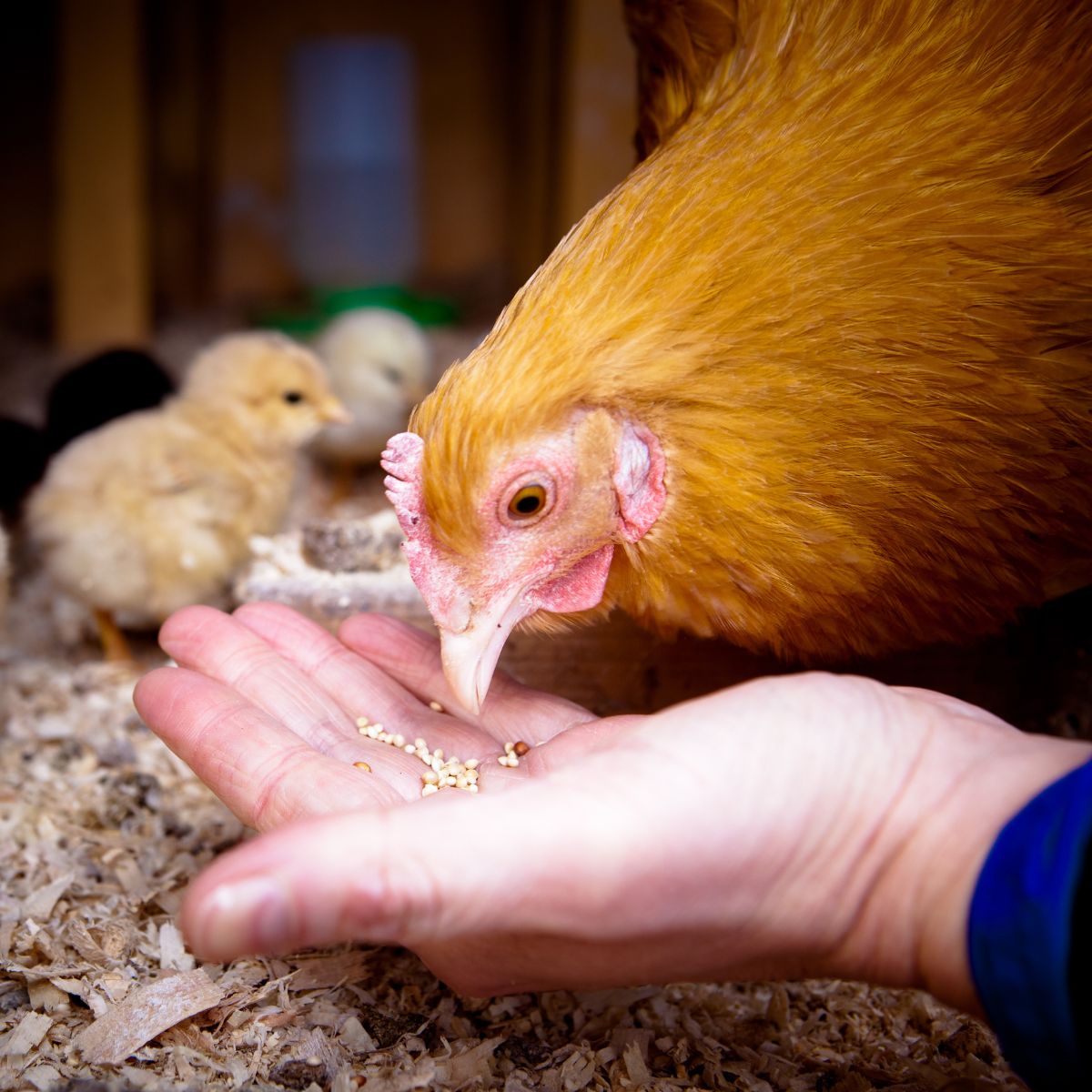 Can Chickens Eat Lentils? (+ How to Sprout Them) - Chicken & Chicks Info