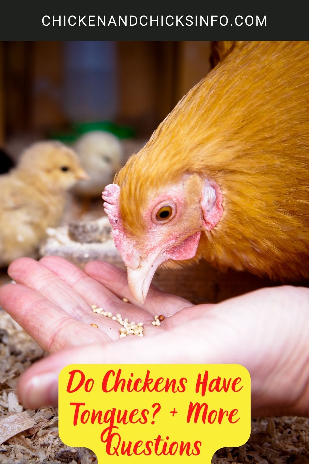 Do Chickens Have Tongues? + More Questions poster.
