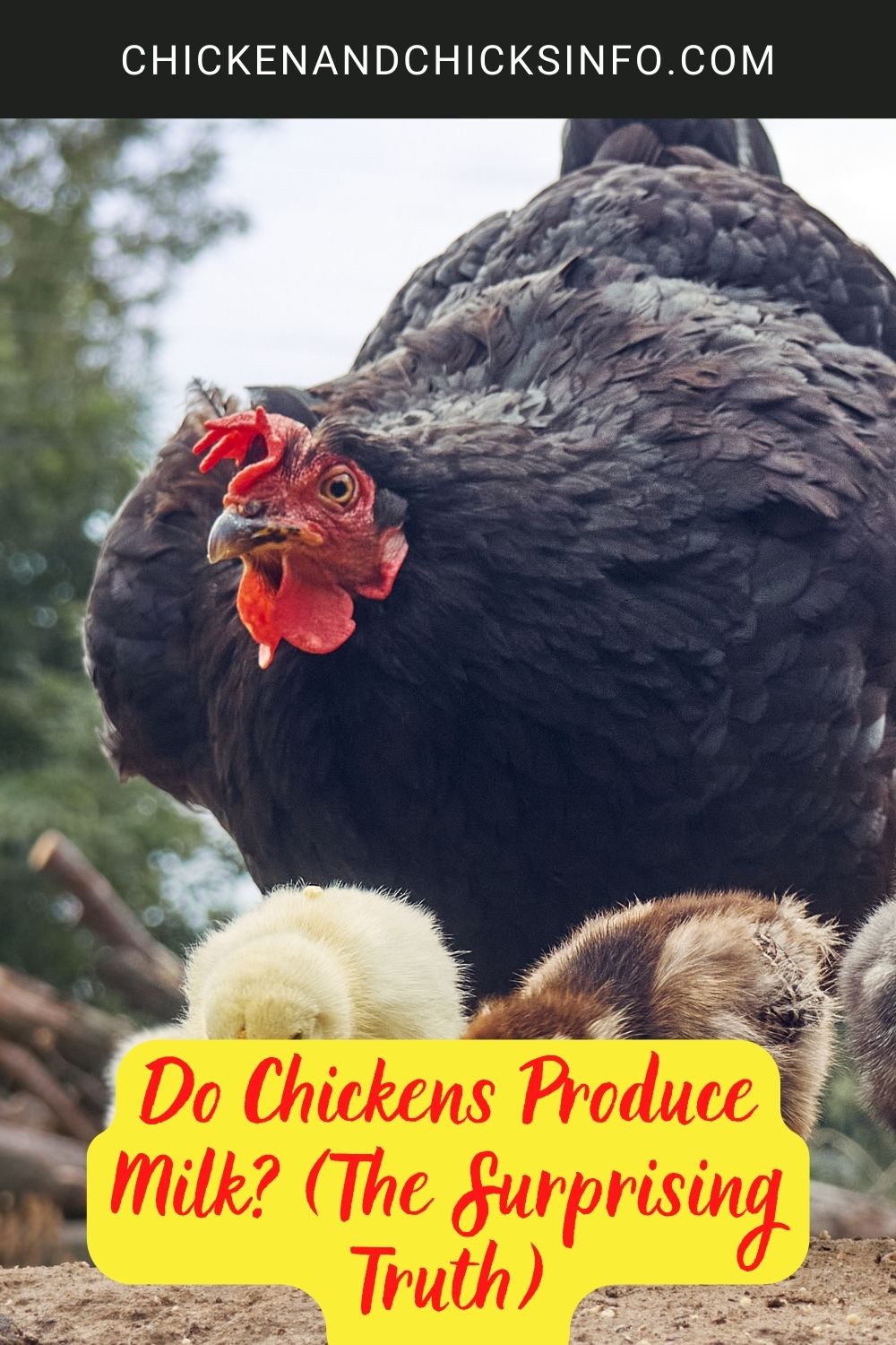 Do Chickens Produce Milk? (The Surprising Truth) poster.
