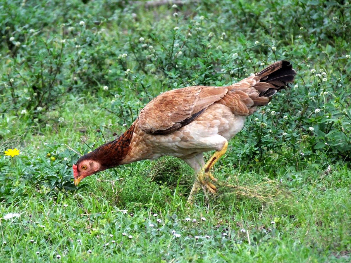 Brown chicken feeding on pasture.