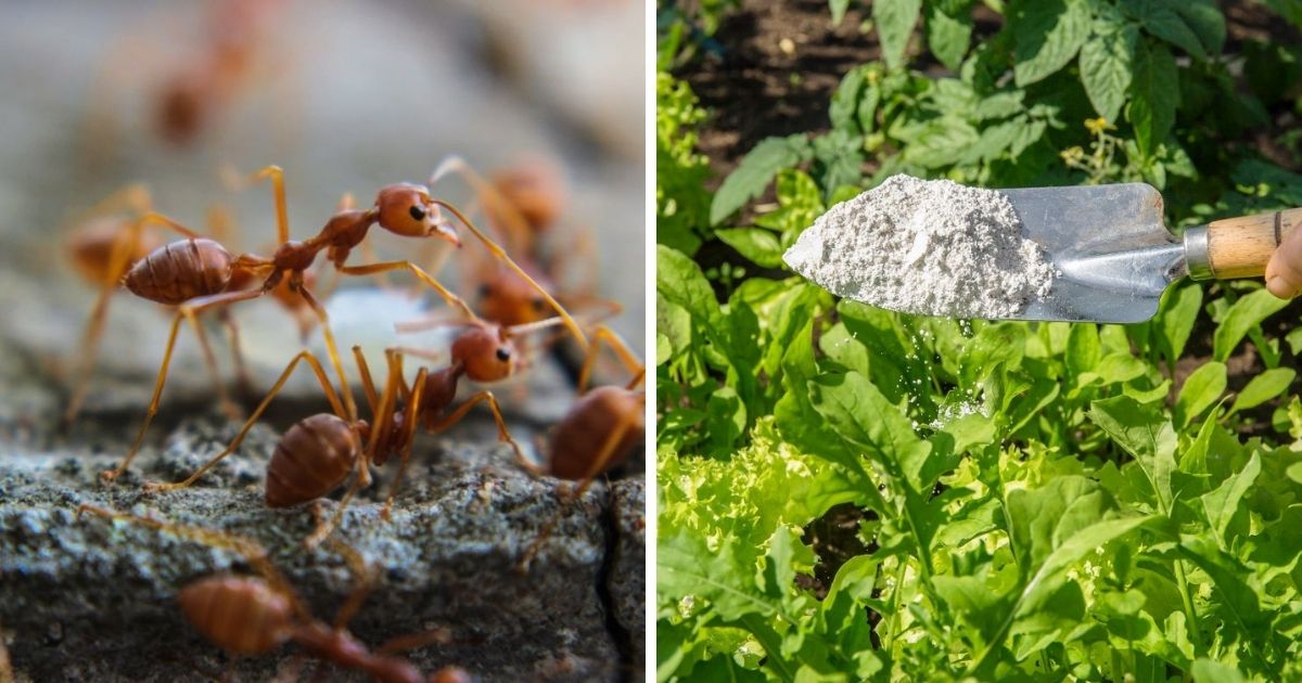 Fire Ant Killer That Is Safe for Chickens Diatomaceous Earth Chicken