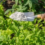 Diatomaceous eath on a gardening shovel.