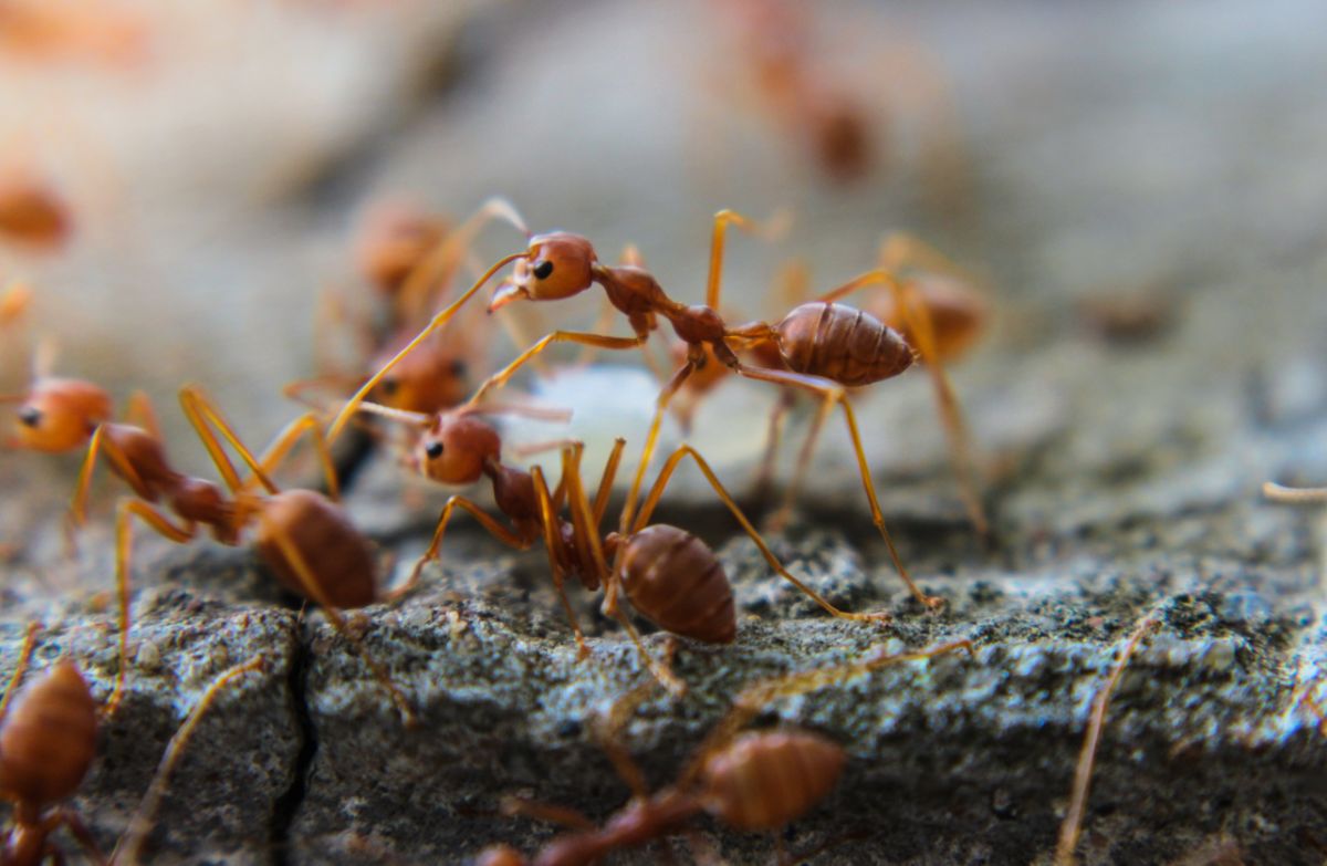 Bunch of fire ants on a rock.